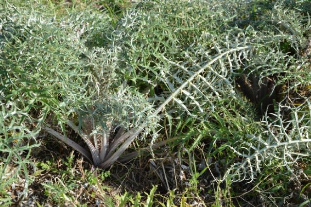 Carduus  sp.?  No, Cynara cardunculus